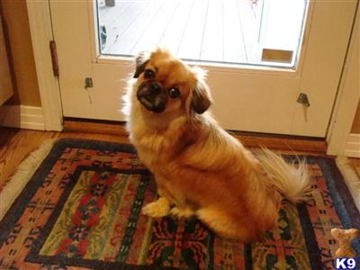 Tibetan Spaniel Puppies for Sale